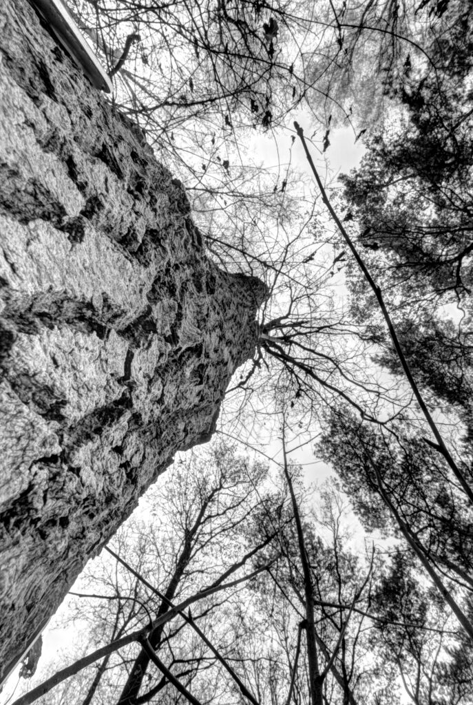 Baum aufwärts an Rinde entlang in Monochrom